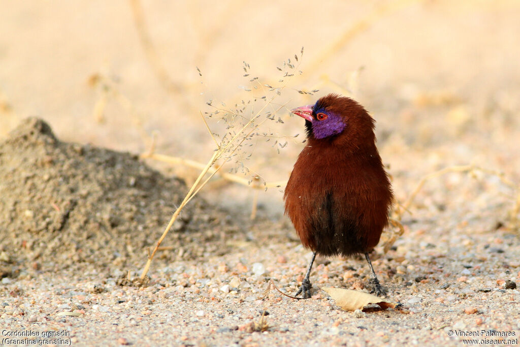 Cordonbleu grenadin