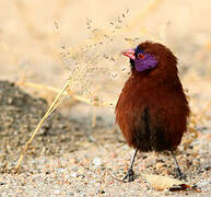 Violet-eared Waxbill