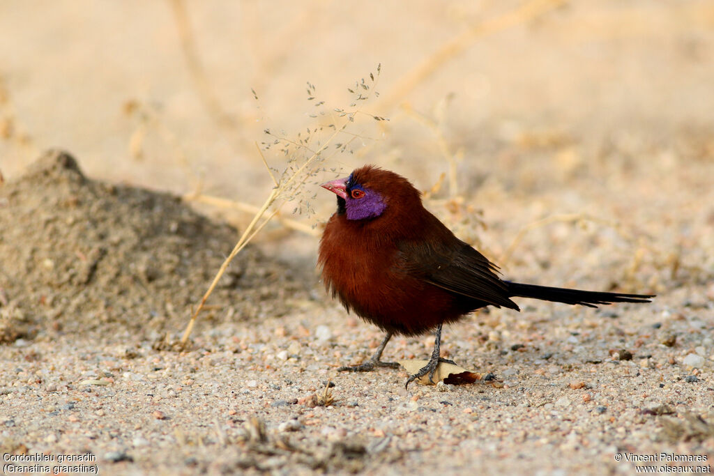 Violet-eared Waxbill male