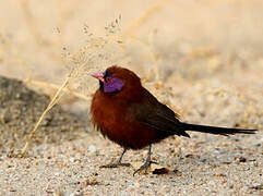 Violet-eared Waxbill