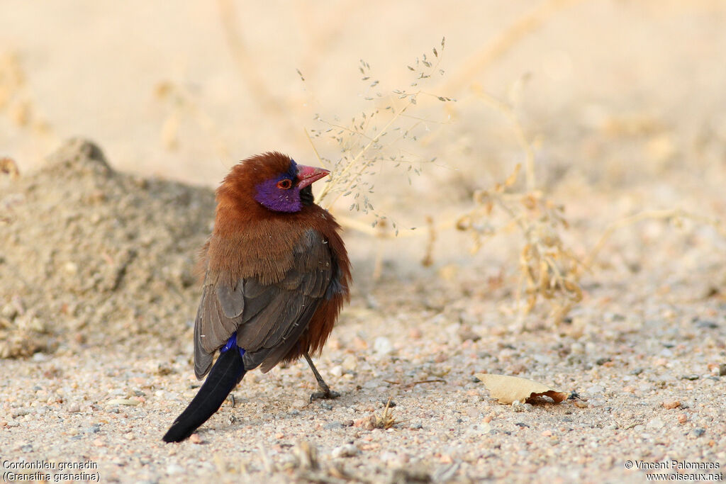 Violet-eared Waxbill male