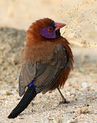 Violet-eared Waxbill