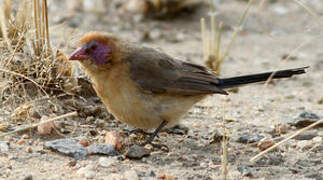 Violet-eared Waxbill