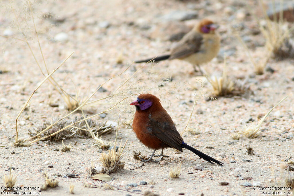 Violet-eared Waxbilladult