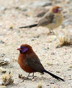 Violet-eared Waxbill