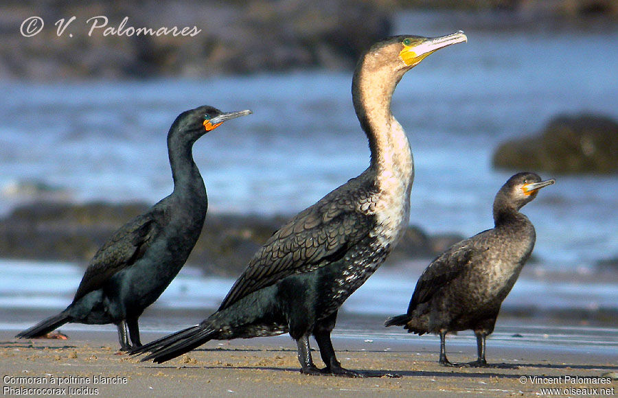 Cormoran à poitrine blanche