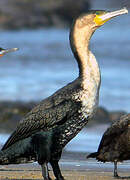 Cormoran à poitrine blanche