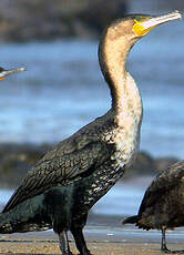 Cormoran à poitrine blanche