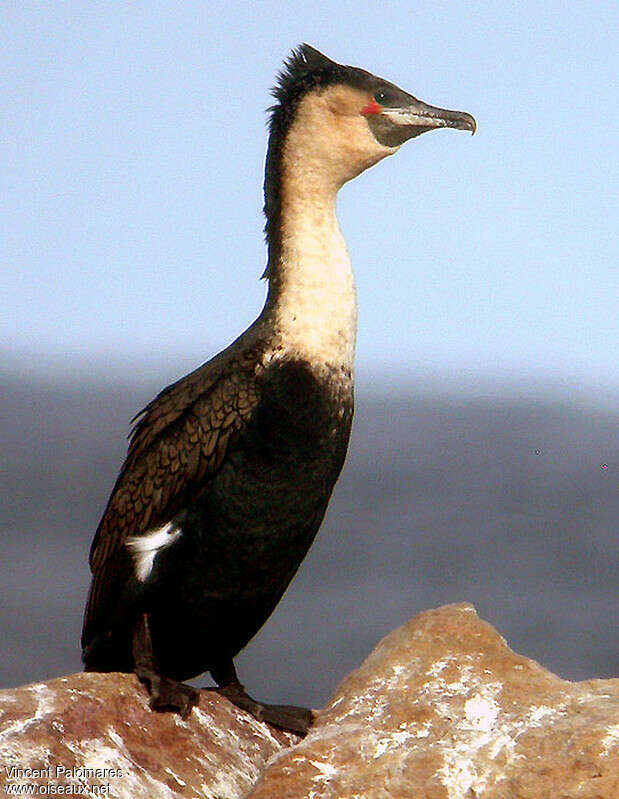 White-breasted Cormorantadult breeding, identification