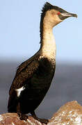 Cormoran à poitrine blanche