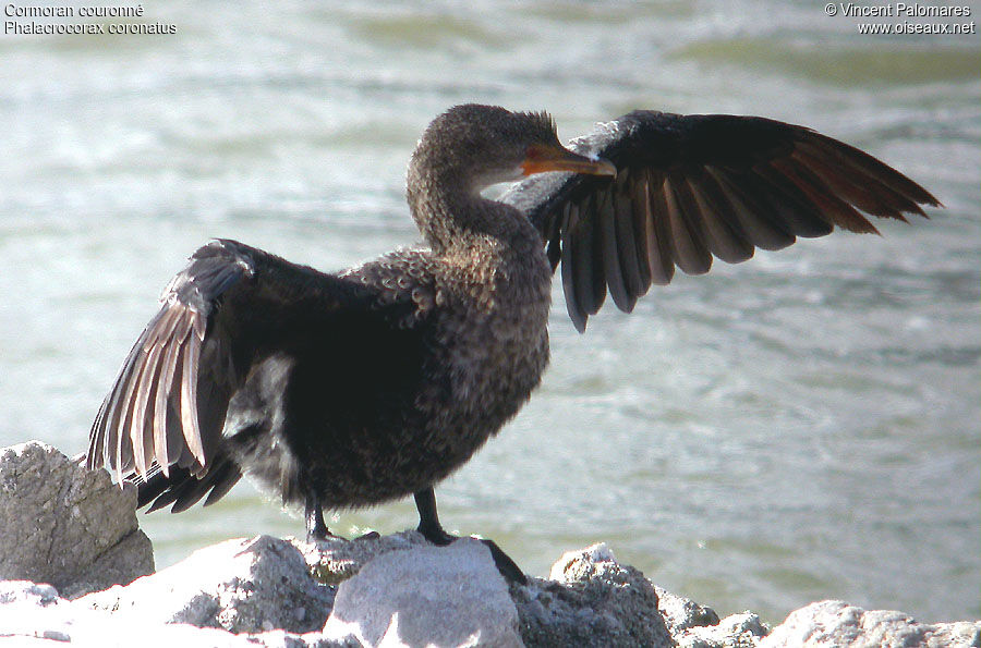 Cormoran couronnéimmature