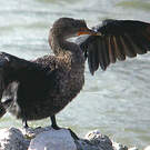 Cormoran couronné