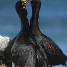 Cormoran couronné