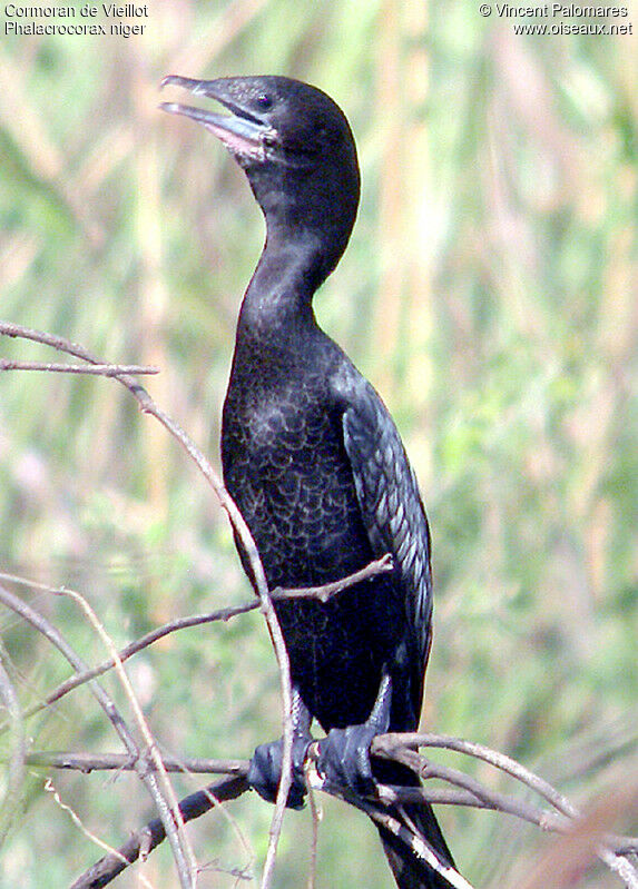 Little Cormorant