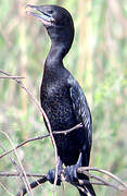 Little Cormorant