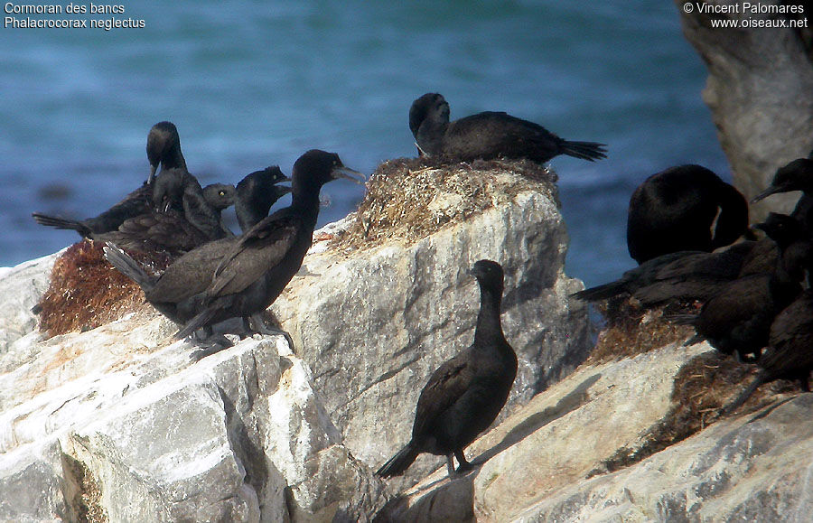 Bank Cormorant