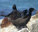 Cormoran des bancs