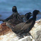 Cormoran des bancs