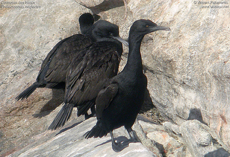 Cormoran des bancs