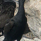 Cormoran des bancs