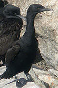 Bank Cormorant