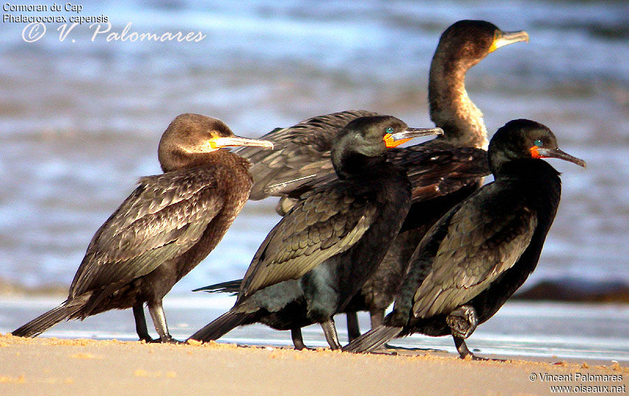 Cape Cormorant