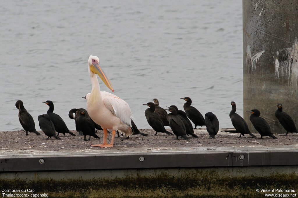 Cape Cormorant