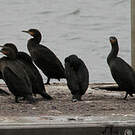 Cormoran du Cap