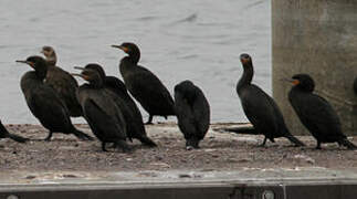 Cape Cormorant