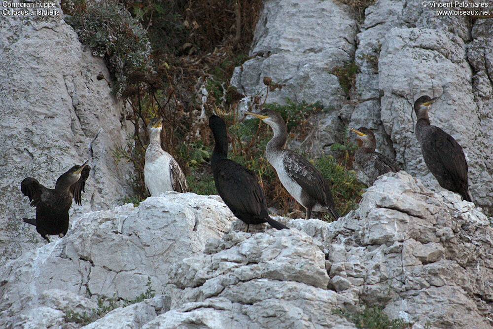 European Shag