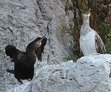 European Shag