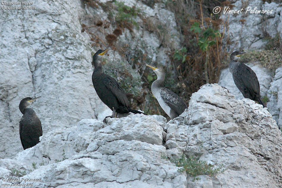 European Shag