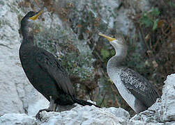 European Shag