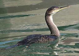 European Shag