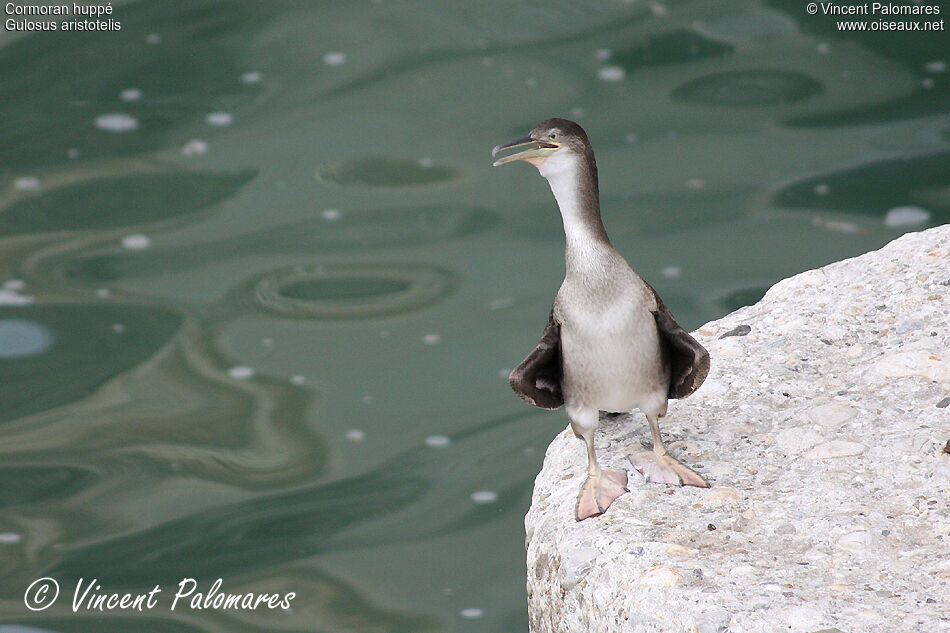 Cormoran huppé1ère année