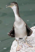 European Shag