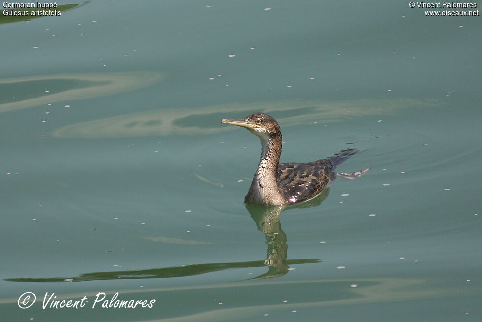 Cormoran huppé1ère année