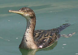 European Shag