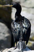 European Shag