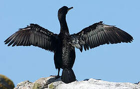 European Shag