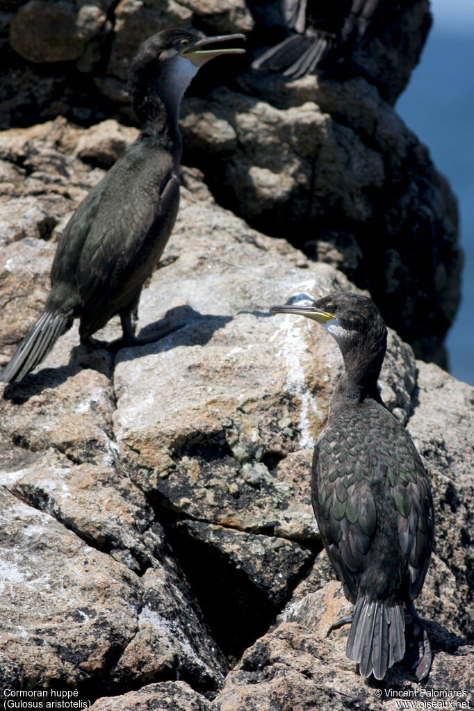 Cormoran huppéimmature