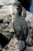 European Shag