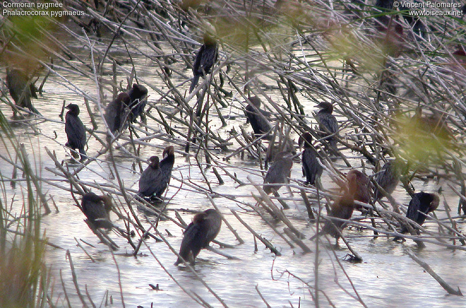 Pygmy Cormorant