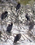 Pygmy Cormorant