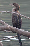 Pygmy Cormorant