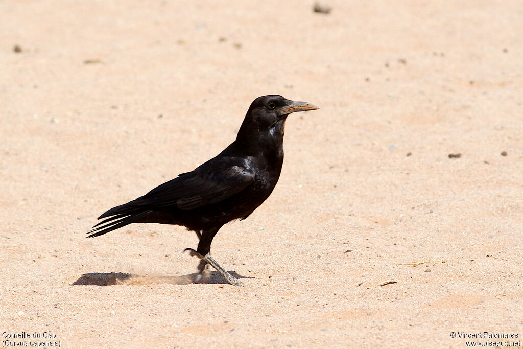 Cape Crow