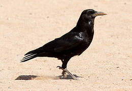 Cape Crow