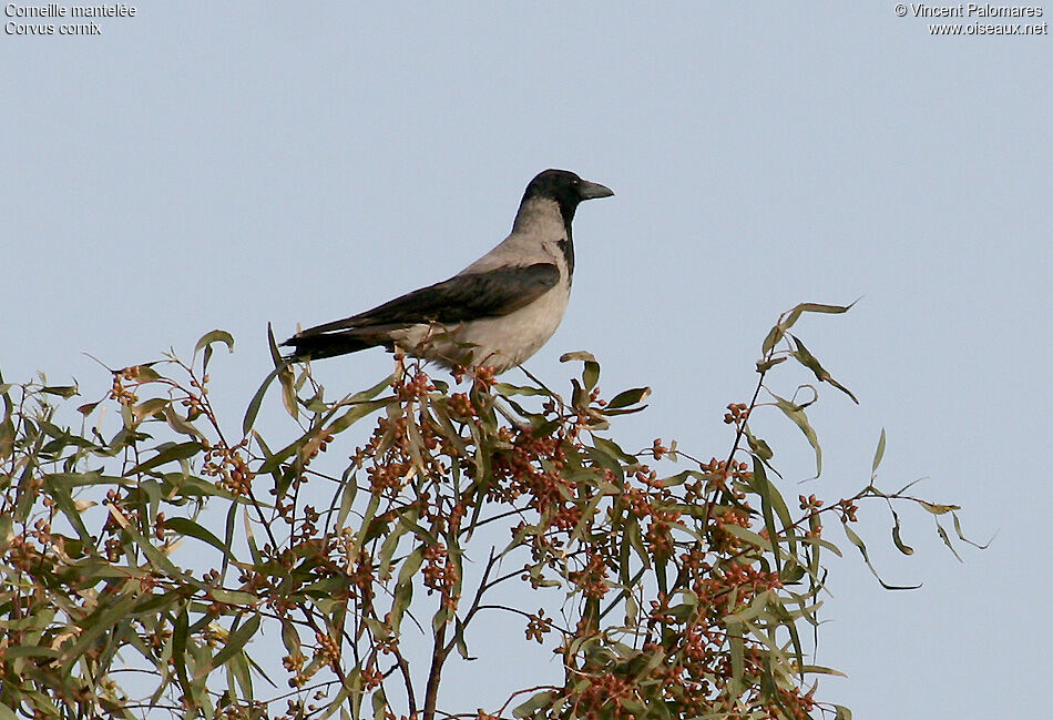 Hooded Crow