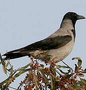 Hooded Crow