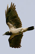 Hooded Crow